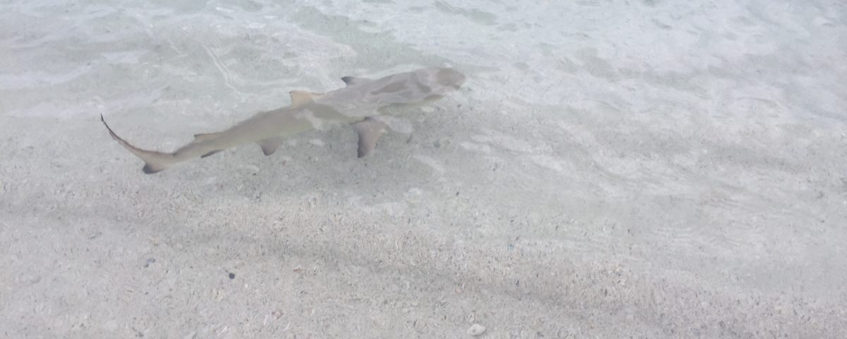 Sharks in Cruz Bay